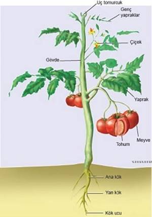 Bitkilerin Organları Var mı