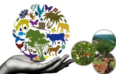 Biyolojik çeşitliliğin yaşam için önemi