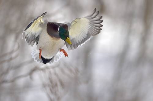 uçan bir yeşil başlı ördek