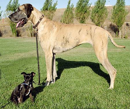 iki farklı köpek türü