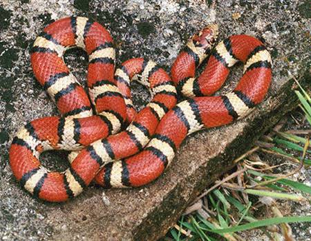 kırmızı renkli bir yılan