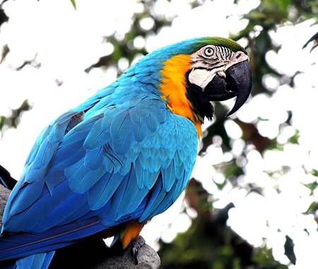 mavi renkli papağan