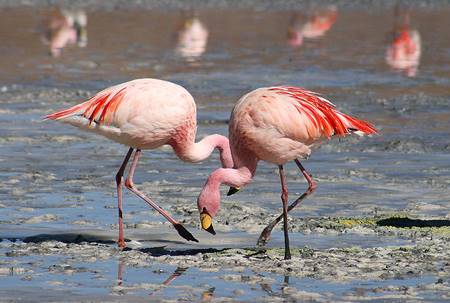 Flamingolar gölde