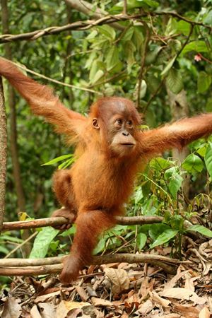 Sumatra Orangutanı yavrusu