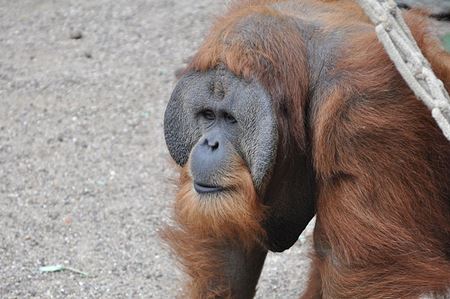 erkek Sumatra Orangutanı