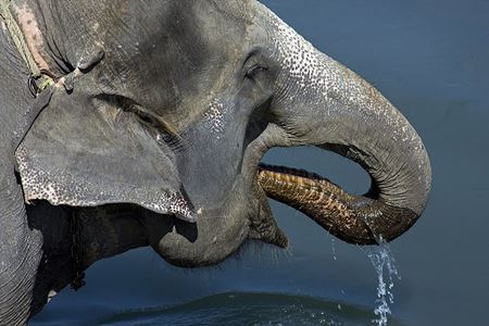 fil su içiyor